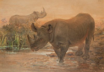 African Rhinoceros by Joseph Wolf
